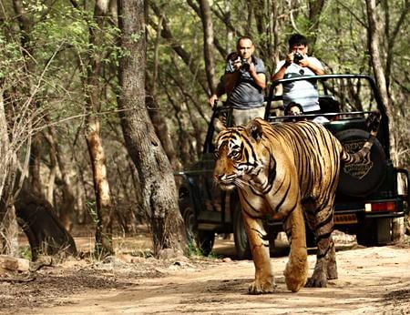 Kanha Safari