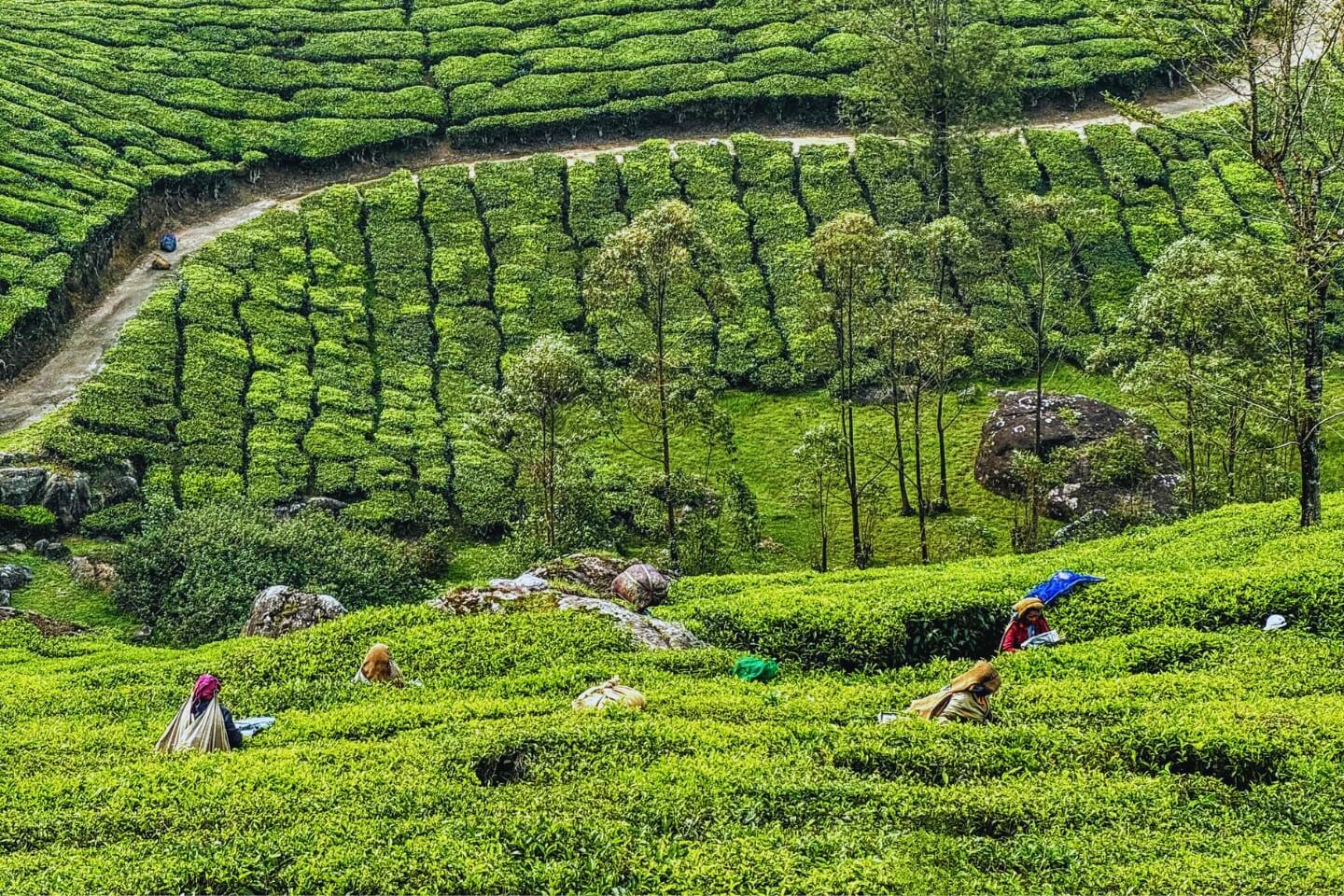 Munnar Tour