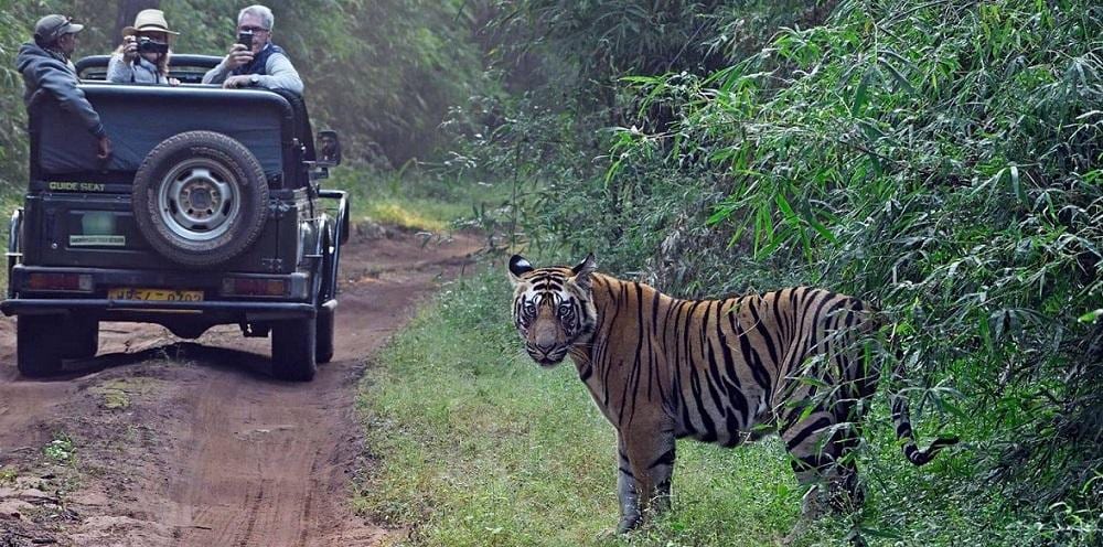 Satpura Safari
